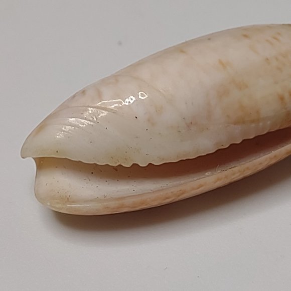 Cute 18 Inch Shell Pendant Necklace - Picture 10 of 16